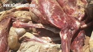 ضبط ٢ طن لحوم غير صالحة للاستهلاك الآدمى بكفر الشيخ